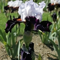 Iris Vullierens - 016